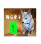 春助のスタンプ①（個別スタンプ：12）