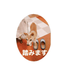 春助のスタンプ①（個別スタンプ：13）