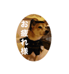 春助のスタンプ①（個別スタンプ：16）