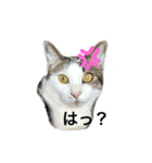 うちのこてつとコジロー（個別スタンプ：1）