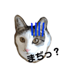 うちのこてつとコジロー（個別スタンプ：2）