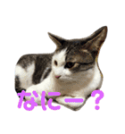 うちのこてつとコジロー（個別スタンプ：4）