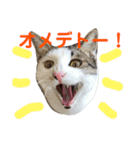 うちのこてつとコジロー（個別スタンプ：10）