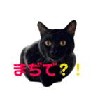 うちのこてつとコジロー（個別スタンプ：12）