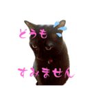 うちのこてつとコジロー（個別スタンプ：13）