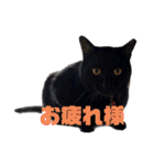 うちのこてつとコジロー（個別スタンプ：18）