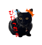 うちのこてつとコジロー（個別スタンプ：23）