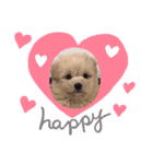 ラガのまいにち꒰ ՞•ﻌ•՞ ꒱（個別スタンプ：4）