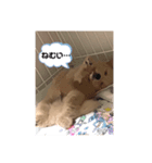 ラガのまいにち꒰ ՞•ﻌ•՞ ꒱（個別スタンプ：5）