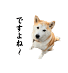 柴犬と猫⑥（個別スタンプ：1）