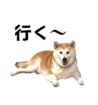 柴犬と猫⑥（個別スタンプ：2）