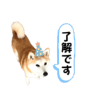 柴犬と猫⑥（個別スタンプ：3）