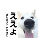 柴犬と猫⑥（個別スタンプ：4）