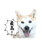 柴犬と猫⑥（個別スタンプ：5）