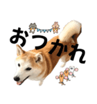 柴犬と猫⑥（個別スタンプ：7）