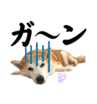 柴犬と猫⑥（個別スタンプ：8）