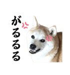 柴犬と猫⑥（個別スタンプ：9）