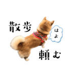 柴犬と猫⑥（個別スタンプ：10）