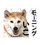 柴犬と猫⑥（個別スタンプ：12）