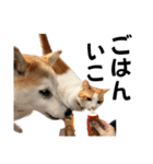 柴犬と猫⑥（個別スタンプ：13）