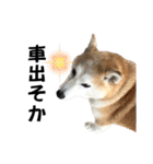 柴犬と猫⑥（個別スタンプ：16）