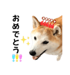 柴犬と猫⑥（個別スタンプ：17）