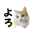 柴犬と猫⑥（個別スタンプ：18）