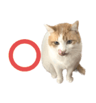柴犬と猫⑥（個別スタンプ：20）