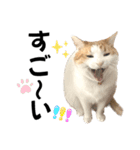 柴犬と猫⑥（個別スタンプ：21）