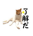 柴犬と猫⑥（個別スタンプ：22）