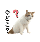 柴犬と猫⑥（個別スタンプ：25）