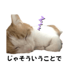 柴犬と猫⑥（個別スタンプ：26）