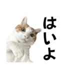 柴犬と猫⑥（個別スタンプ：27）
