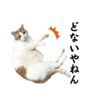 柴犬と猫⑥（個別スタンプ：28）