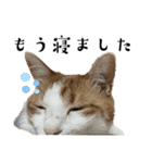 柴犬と猫⑥（個別スタンプ：29）