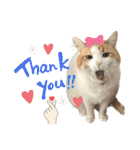 柴犬と猫⑥（個別スタンプ：35）