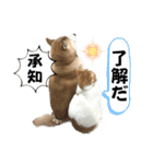 柴犬と猫⑥（個別スタンプ：36）