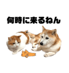 柴犬と猫⑥（個別スタンプ：38）