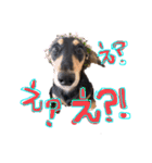 Mダックス らんくんとうるちゃん（個別スタンプ：6）