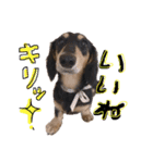 Mダックス らんくんとうるちゃん（個別スタンプ：14）