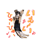 Mダックス らんくんとうるちゃん（個別スタンプ：18）