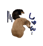 Mダックス らんくんとうるちゃん（個別スタンプ：20）