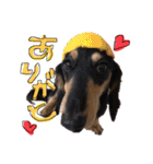 Mダックス らんくんとうるちゃん（個別スタンプ：25）
