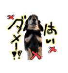 Mダックス らんくんとうるちゃん（個別スタンプ：30）