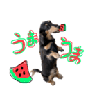Mダックス らんくんとうるちゃん（個別スタンプ：31）