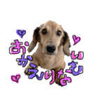 Mダックス らんくんとうるちゃん（個別スタンプ：33）