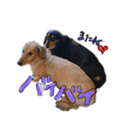 Mダックス らんくんとうるちゃん（個別スタンプ：34）