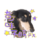 Mダックス らんくんとうるちゃん（個別スタンプ：38）