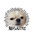 とらとらとらまるこ（個別スタンプ：6）