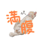 9393STAMP（個別スタンプ：15）